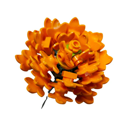 Orange Aster