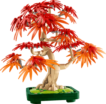 10348 Japanese Red Maple Bonsai Tree