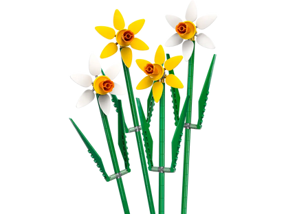 40747 Daffodils - CERTIFIED